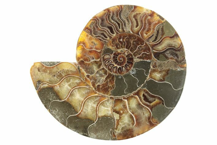 Bargain, Cut & Polished Ammonite Fossil (Half) - Madagascar #229978